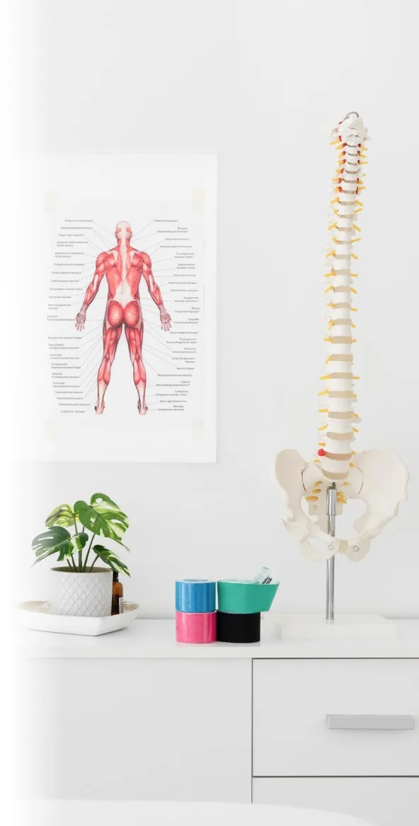 Poster Of A Human Body And A Sculpture OF Human Spine